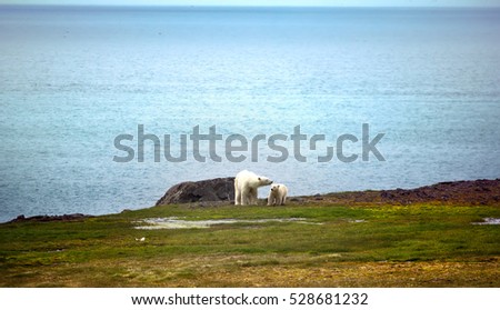 Polar Bears on Franz Joseph Land. Female with funny plump cub on island NORTHBROOK. Gradually approaching to never before seen man. Series of pictures
