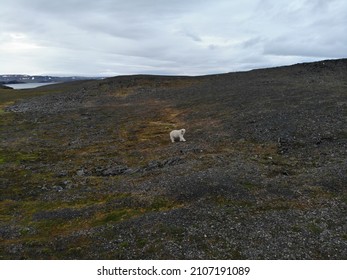 Polar Bears Photographed In The Arctic