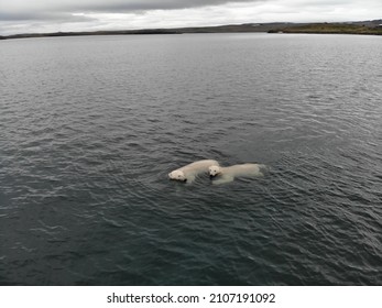 Polar Bears Photographed In The Arctic