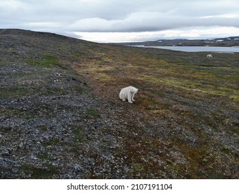 Polar Bears Photographed In The Arctic