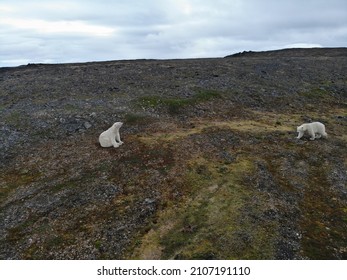 Polar Bears Photographed In The Arctic