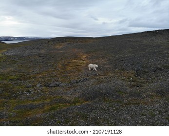 Polar Bears Photographed In The Arctic