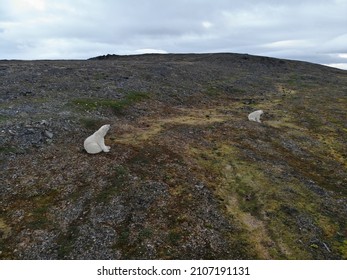 Polar Bears Photographed In The Arctic