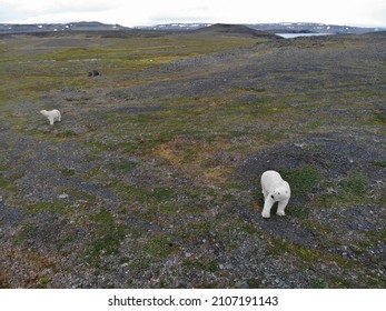 Polar Bears Photographed In The Arctic