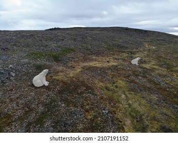 Polar Bears Photographed In The Arctic