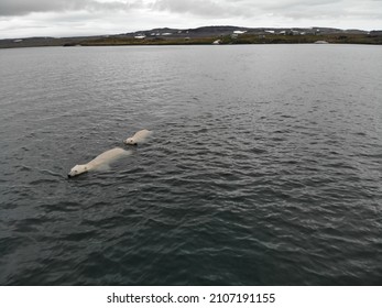 Polar Bears Photographed In The Arctic