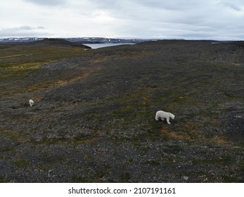 Polar Bears Photographed In The Arctic