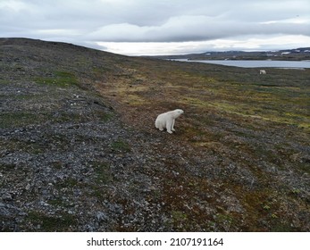 Polar Bears Photographed In The Arctic