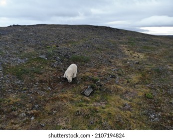 Polar Bears Photographed In The Arctic