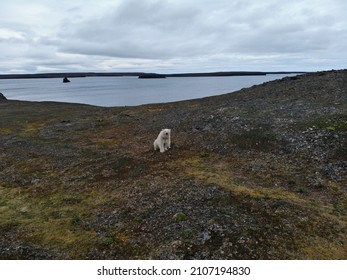 Polar Bears Photographed In The Arctic