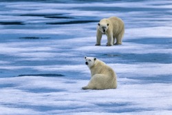 Polar Bears Sitting On The Sea Ice