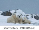 Polar bears (Ursus maritimus), Churchill, Hudson Bay, Manitoba, Canada, North America