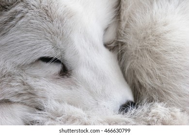 Polar Fox - Shutterstock ID 466630799