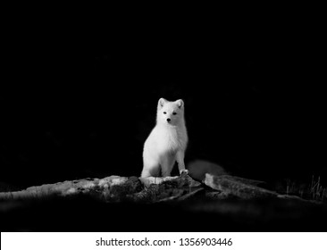 Polar Fox Or Artic Fox