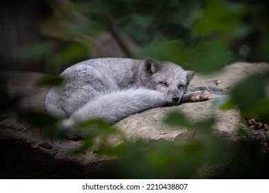 A Polar Fox Cub Sleeping On A Rock