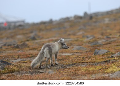 Polar Fox Franz Josef Land