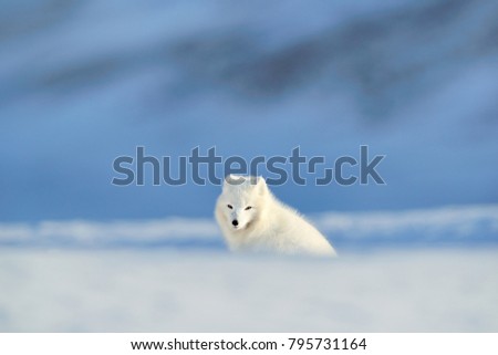 Polar fox in habitat, winter landscape, Svalbard, Norway. Beautiful animal in snow. Wildlife action scene from nature, Vulpes lagopus, in the nature habitat. Hills with cute animal.