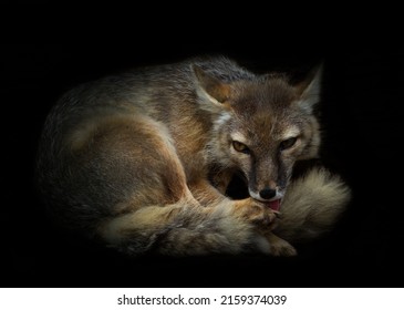 A Polar Fox At A Zoo On A Dark Background