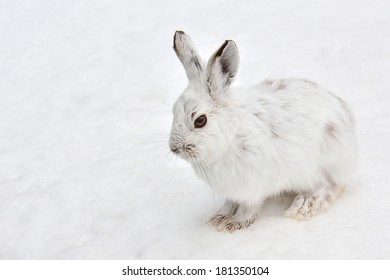 3,276 Polar rabbit Images, Stock Photos & Vectors | Shutterstock