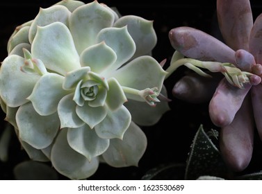 Polar Opposite Succulents, Pale Blue Green And Cocoa Covered Holding Hands. 