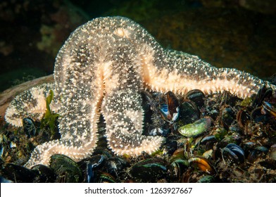 Polar Sea Star Underwater Feeding On Blue Mussels In The St. Lawrence Estuary