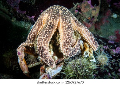 Polar Sea Star Underwater Feeding On Dead Crab In The St. Lawrence Estuary