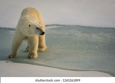 A Polar White Bear An Thin Ice Floe. Arctic Ocean. Svalbard