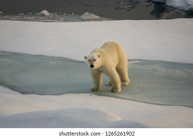 A Polar White Bear An Thin Ice Floe. Arctic Ocean. Svalbard