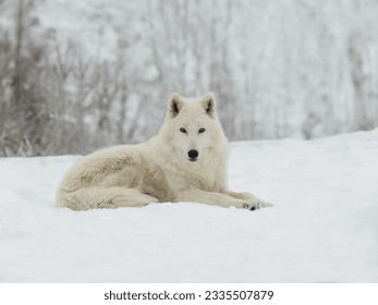 all white wolf