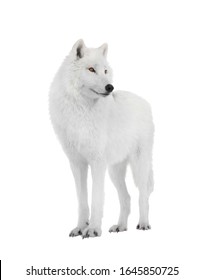 Polar Wolf Isolated On A White Background.