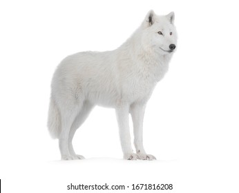 93,296 Wolf white background Images, Stock Photos & Vectors | Shutterstock
