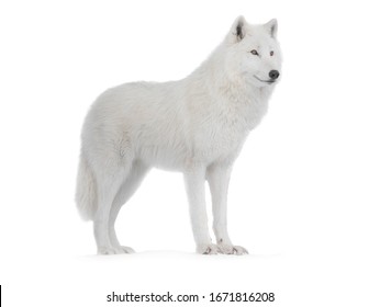 Polar Wolf Isolated On A White Background.