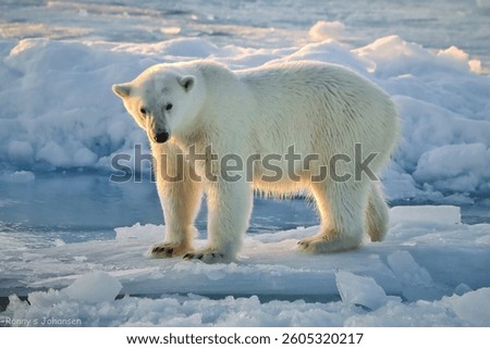 Polarbear in the Fram strait