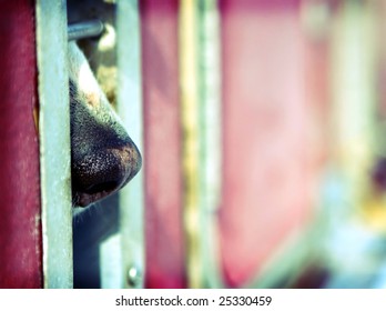 Polarized Photo Of A Husky Dog Nose Protruding From The Truck Cage Window