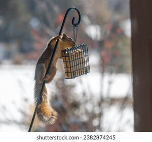 Pole dancing squirrel on a suet bird feeder