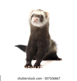 Polecat