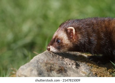 Polecat Close Up Portrait Kent UK