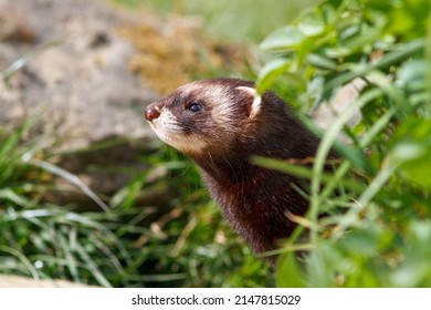 Polecat Close Up Portrait Kent UK