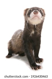 polecat ferret isolated on a white background