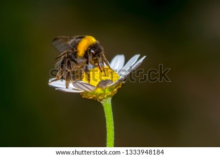 Similar – Image, Stock Photo Bee Nature Plant Animal