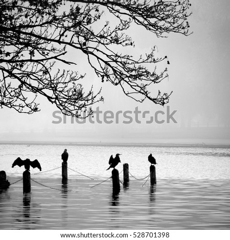 Similar – Silhouettes in low tide