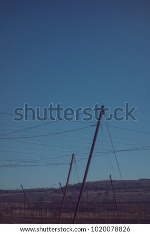 Similar – Image, Stock Photo Vineyard in the morning