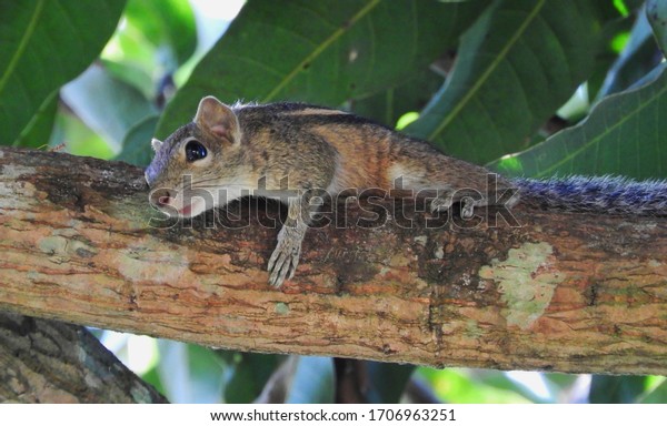 jungle palm squirrel