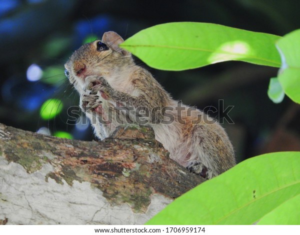 jungle palm squirrel