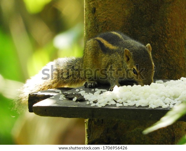 jungle palm squirrel