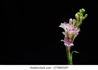 polianthes tuberose and Buds  isolated on black background with copy space
