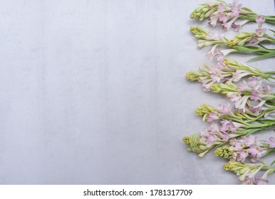 Polianthes tuberose and buds  isolated on gray background with copy space 