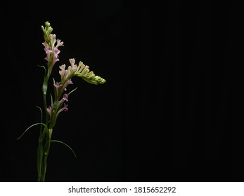 Polianthes tuberose and Buds  isolated on black background, with copy space

