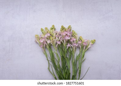 polianthes tuberose and Buds  isolated on gray background
