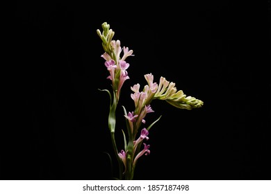 polianthes tuberose and Buds  isolated on black background